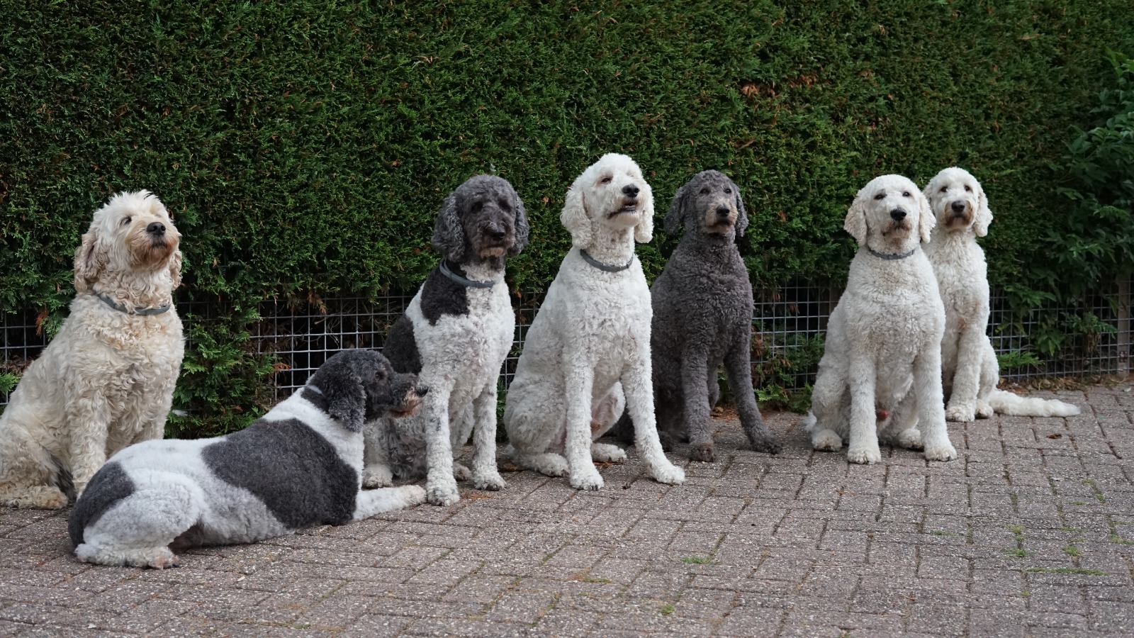 Poedels, golden doodles en teckels